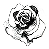 Es Rose Designs Rose